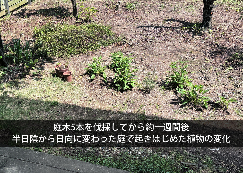 庭木5本を伐採してから約一週間後｜半日陰から日向に変わった庭で起きはじめた植物の変化