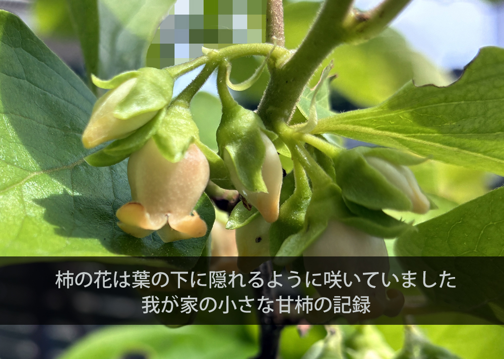 柿の花は葉の下に隠れるように咲いていました｜我が家の小さな甘柿の記録