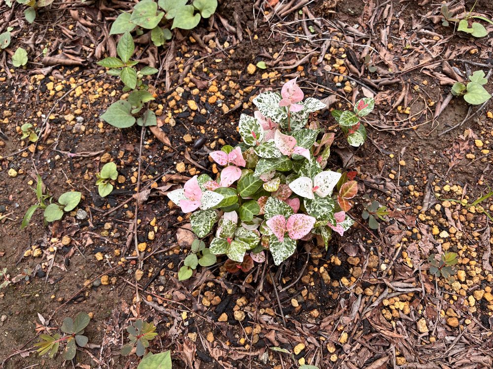 地植えのハツユキカズラ（ピンクと白い斑入りの葉）