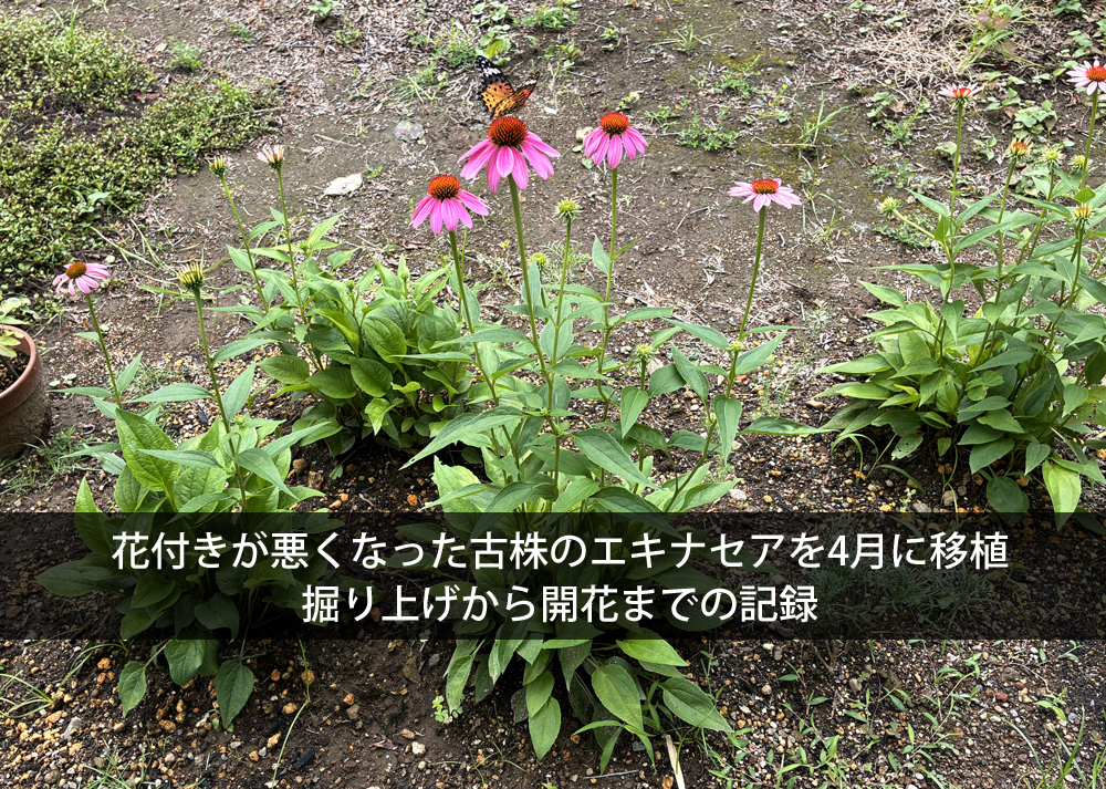花付きが悪くなった古株のエキナセアを4月に移植｜掘り上げから開花までの記録