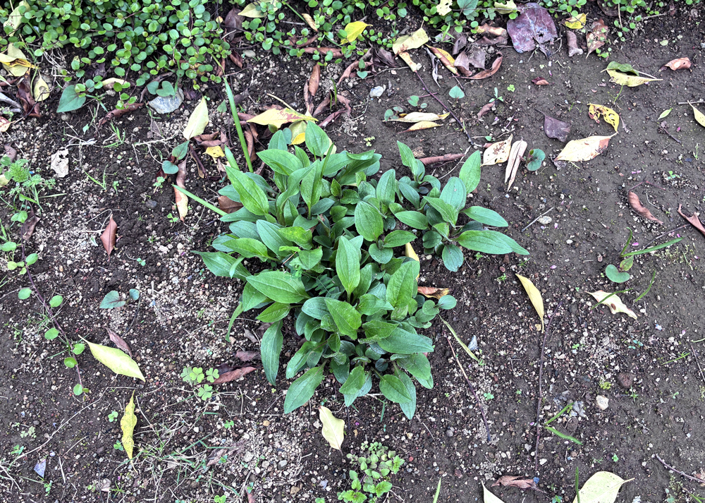 4月に芽吹いたエキナセアの株