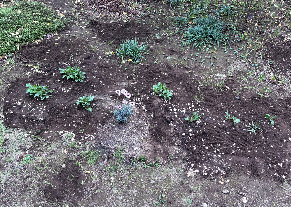 移植直後のエキナセアの株