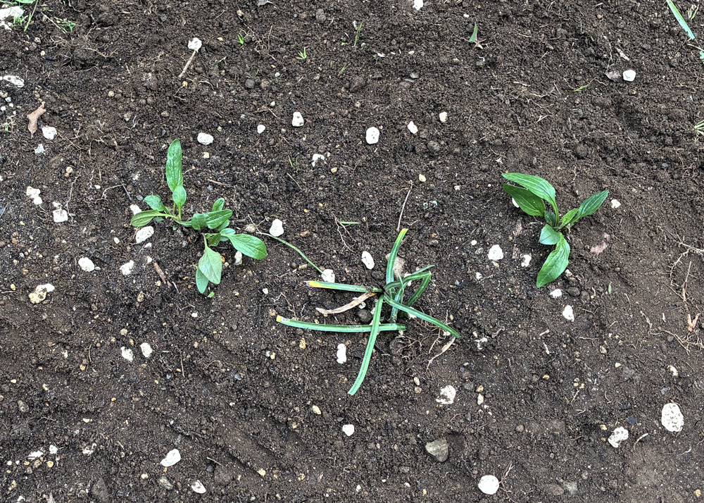 移植直後のエキナセアの株