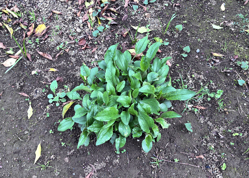 4月に芽吹いたエキナセアの株