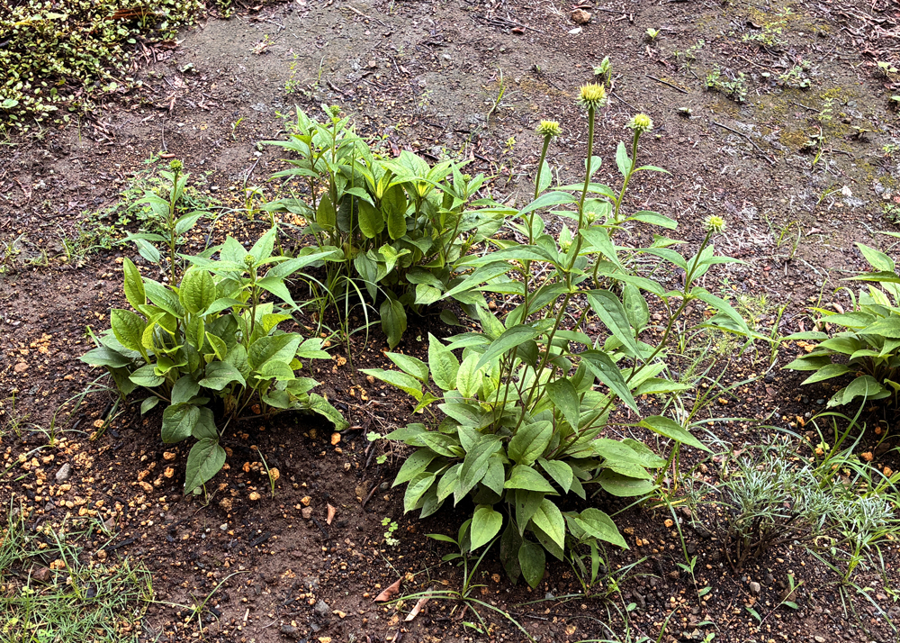つぼみがついた地植えのエキナセア
