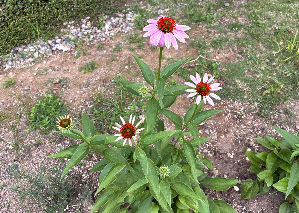 地植えのエキナセアが開花したところ（ピンクの花）