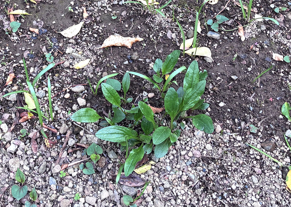 4月に芽吹いたエキナセアの株
