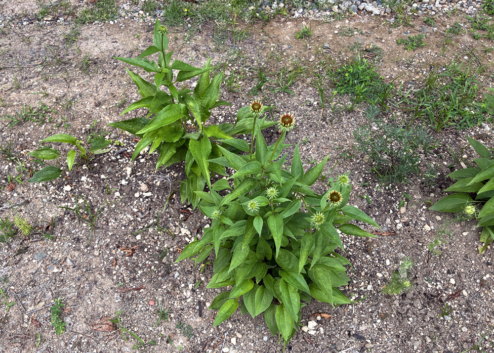 つぼみがついた地植えのエキナセア
