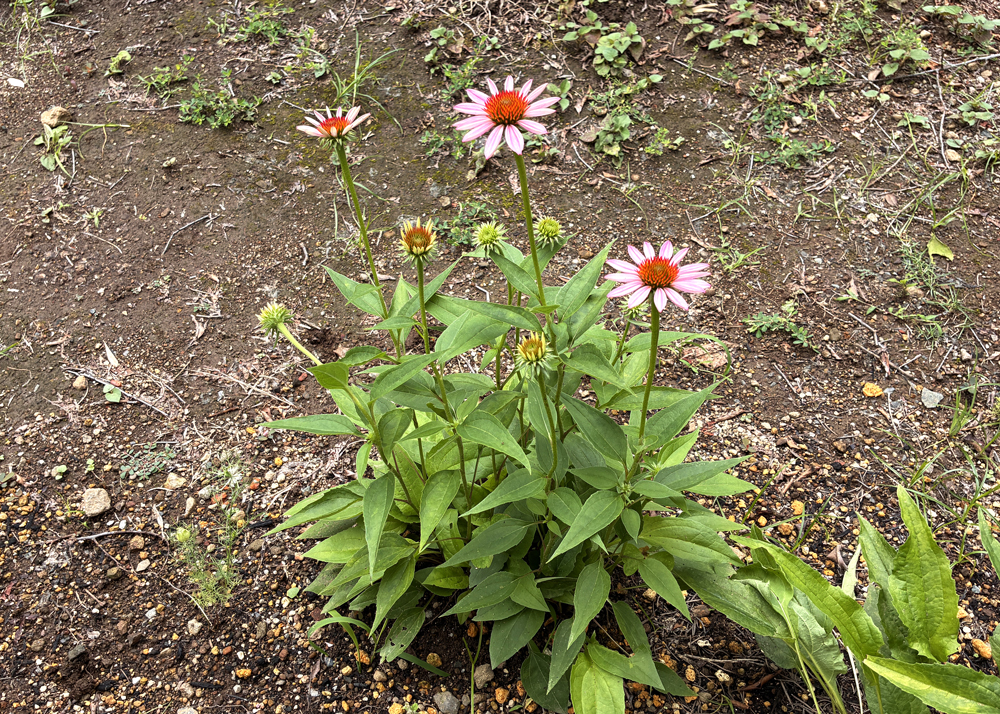開花した地植えのエキナセア（ピンクの花）