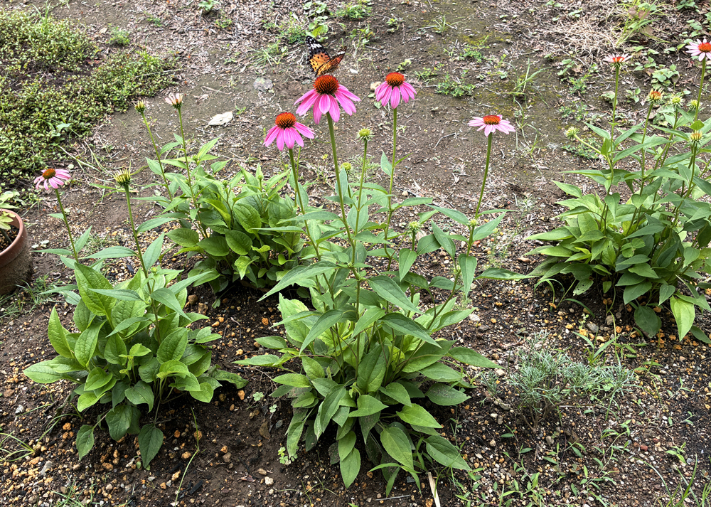 地植えのエキナセア（花の中央が盛り上がってきたところ）
