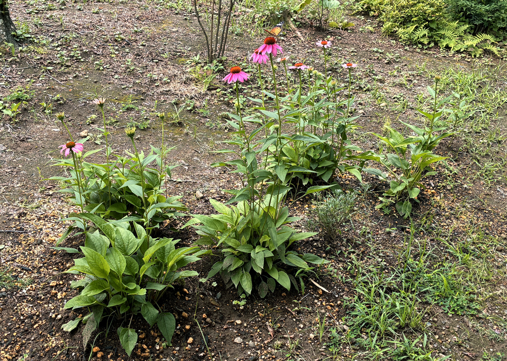 地植えのエキナセア（ピンク色の花）