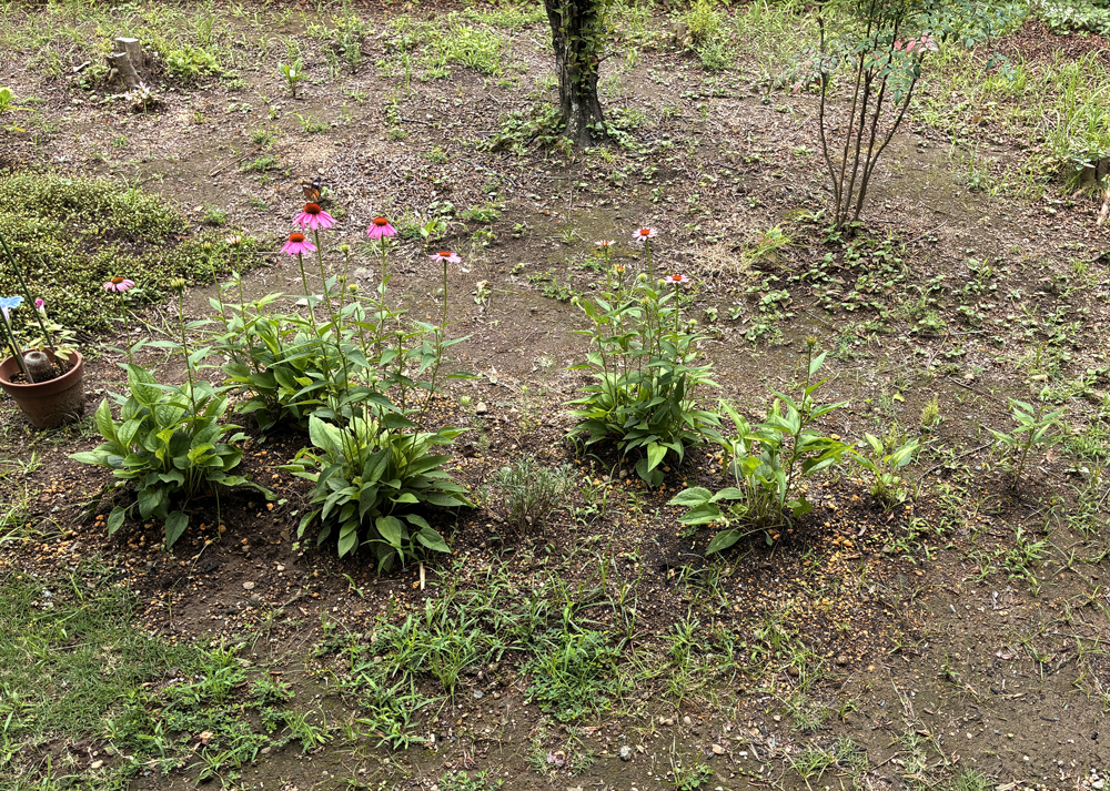 地植えのエキナセア