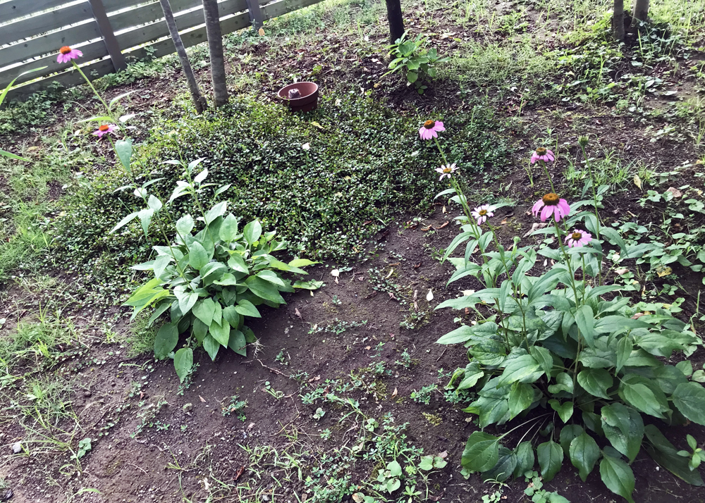 花付きが悪くなった地植えの秋な背ア