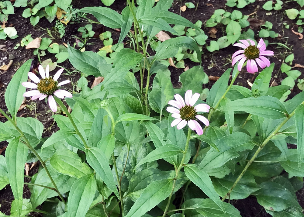 花付きが悪くなった地植えの秋な背ア（古株）