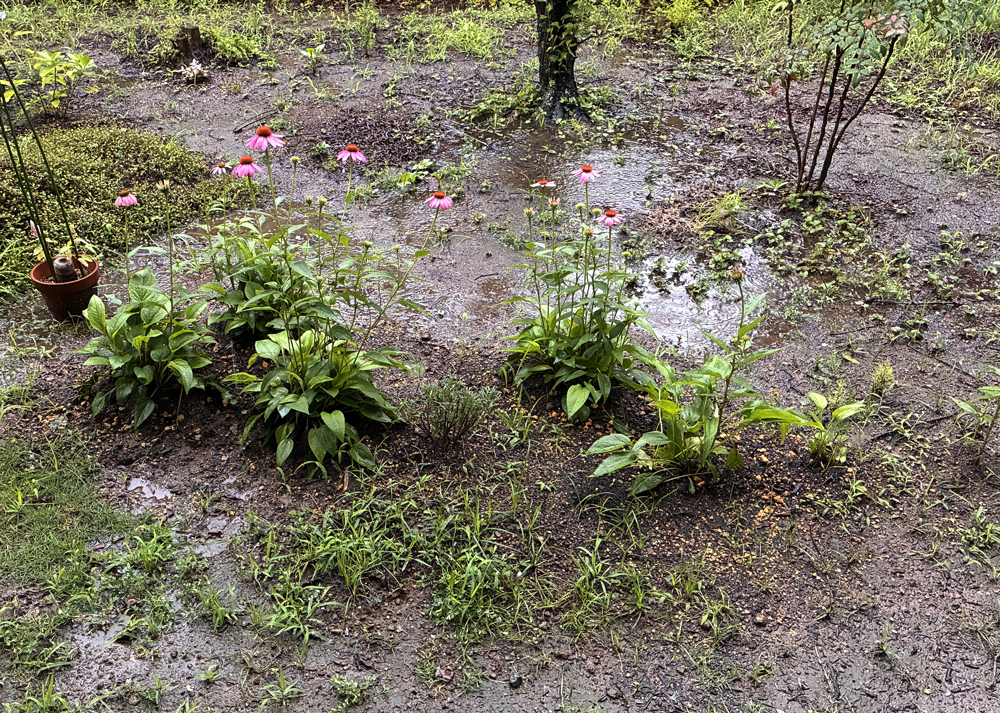 地植えのエキナセア（周辺に水たまりができたところ）