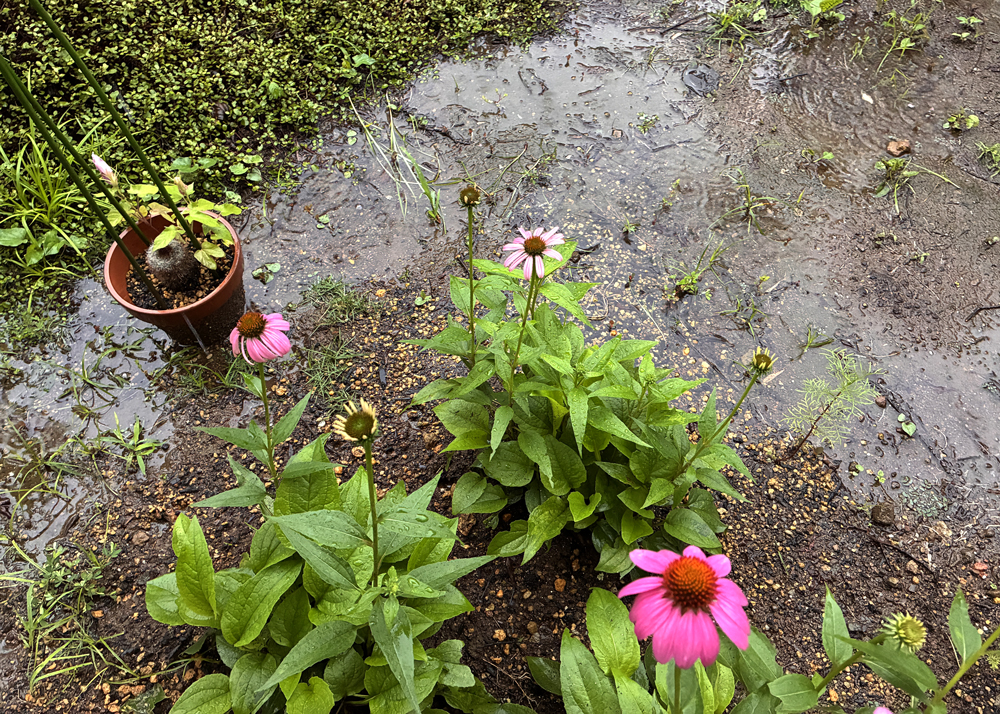 地植えのエキナセア（周辺に水たまりができたところ）