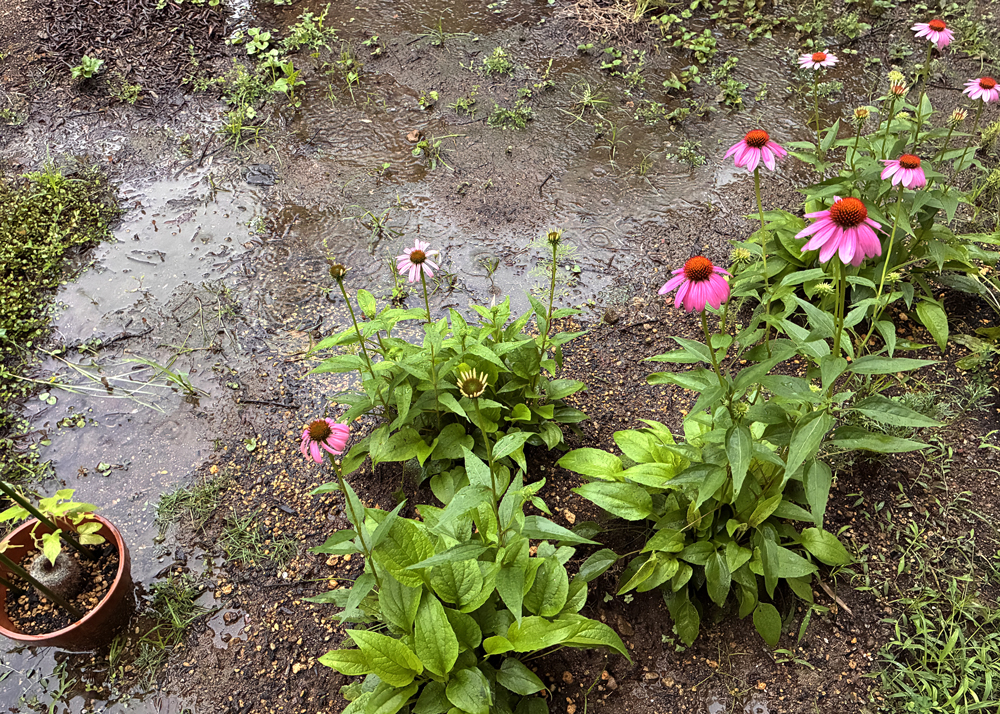 地植えのエキナセア（周辺に水たまりができたところ）