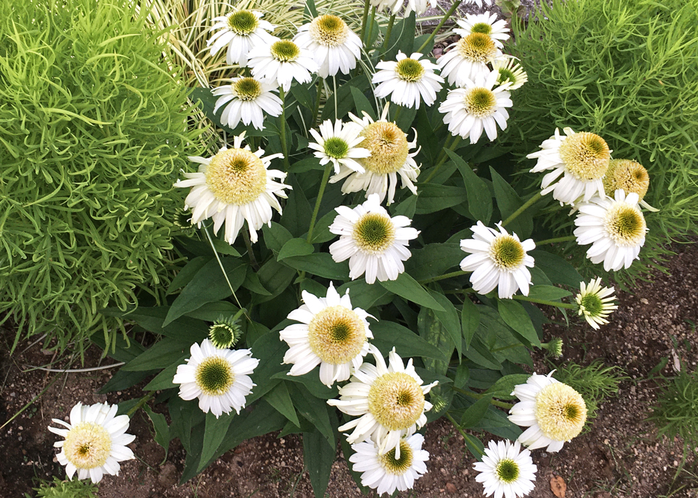 地植えのエキナセア（白い花）