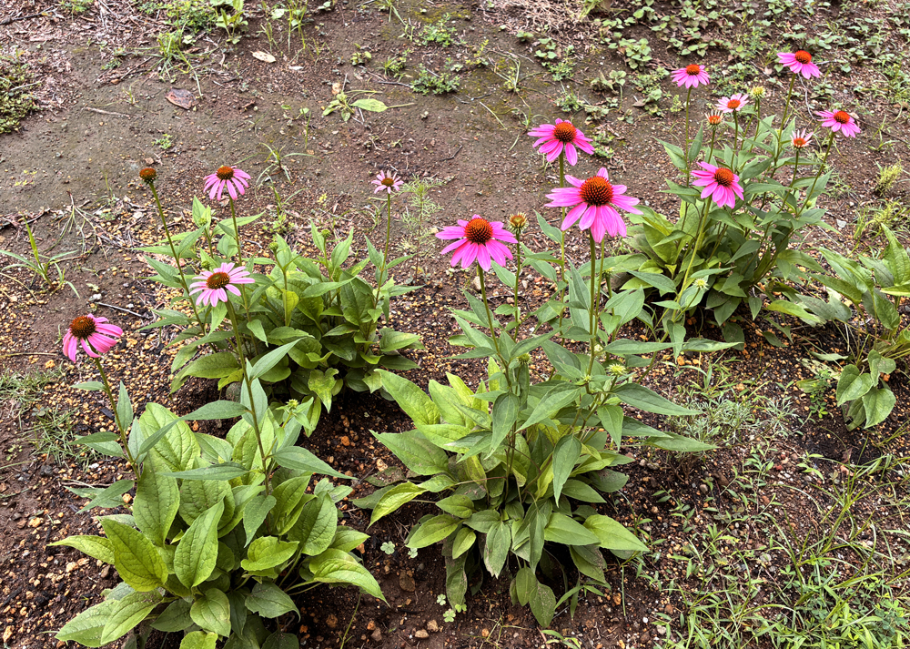 移植した地植えのエキナセア