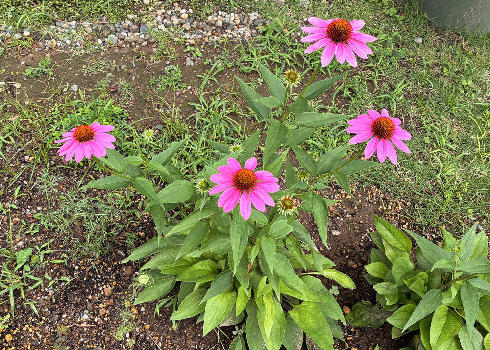 移植した地植えのエキナセア