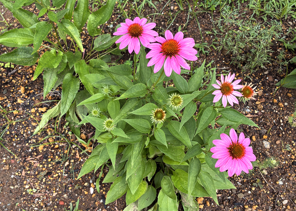 移植した地植えのエキナセア