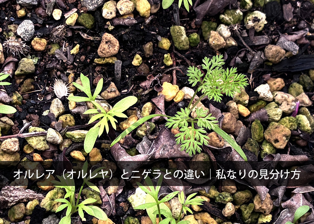 オルレア（オルレヤ）とニゲラとの違い｜私なりの見分け方