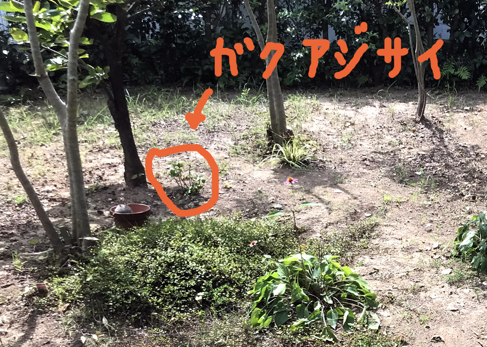 地植えしたガクアジサイ