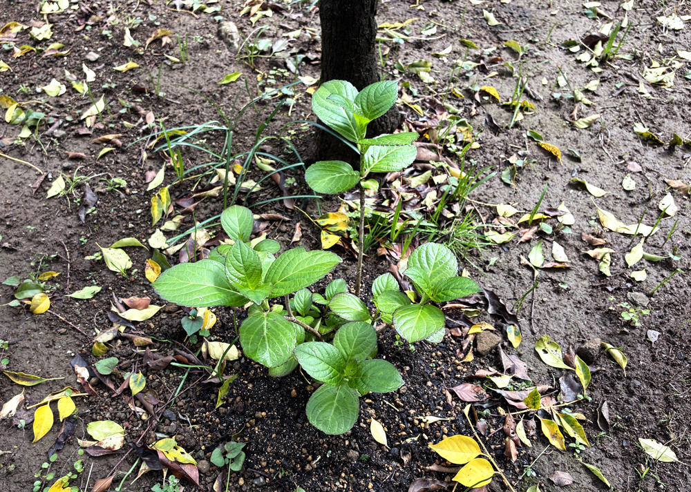 地植えのガクアジサイ（3月下旬の様子）