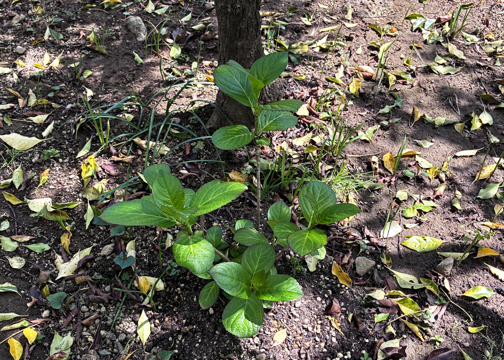 地植えのガクアジサイ（4月上旬の様子）
