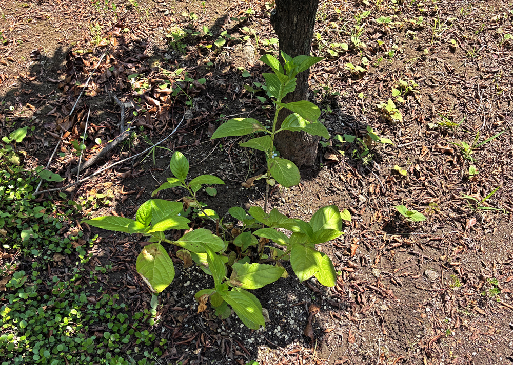 葉焼けしている地植えのガクアジサイ