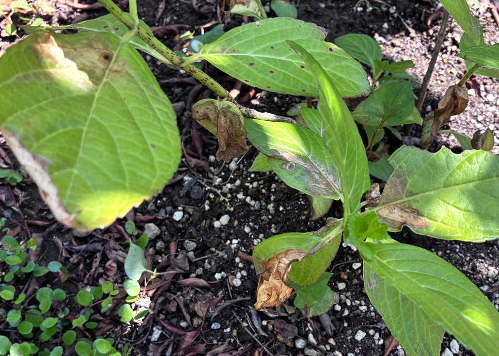 葉焼けしている地植えのガクアジサイ（5月の様子）