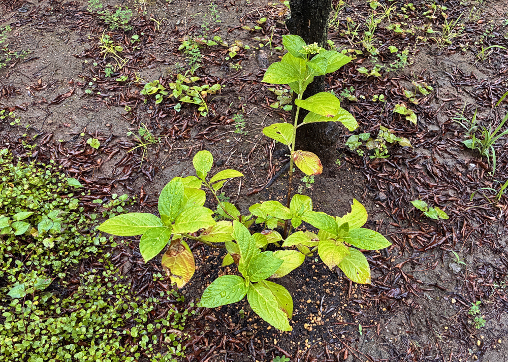 地植えのガクアジサイ（6月の様子）