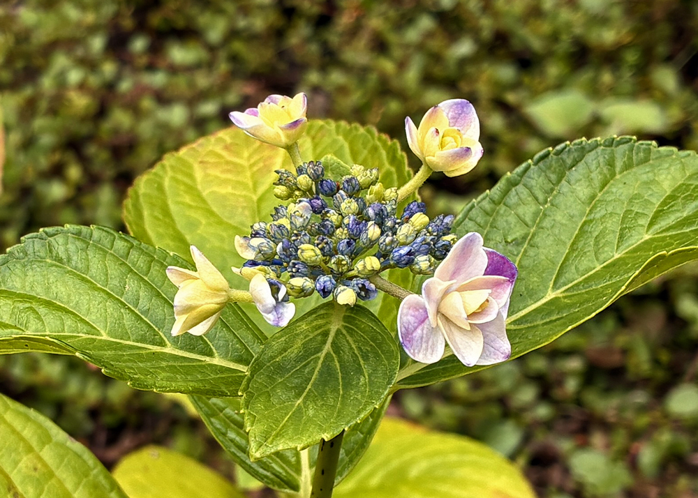 地植えのガクアジサイ