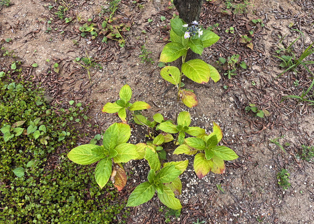 地植えのガクアジサイ（葉焼け）
