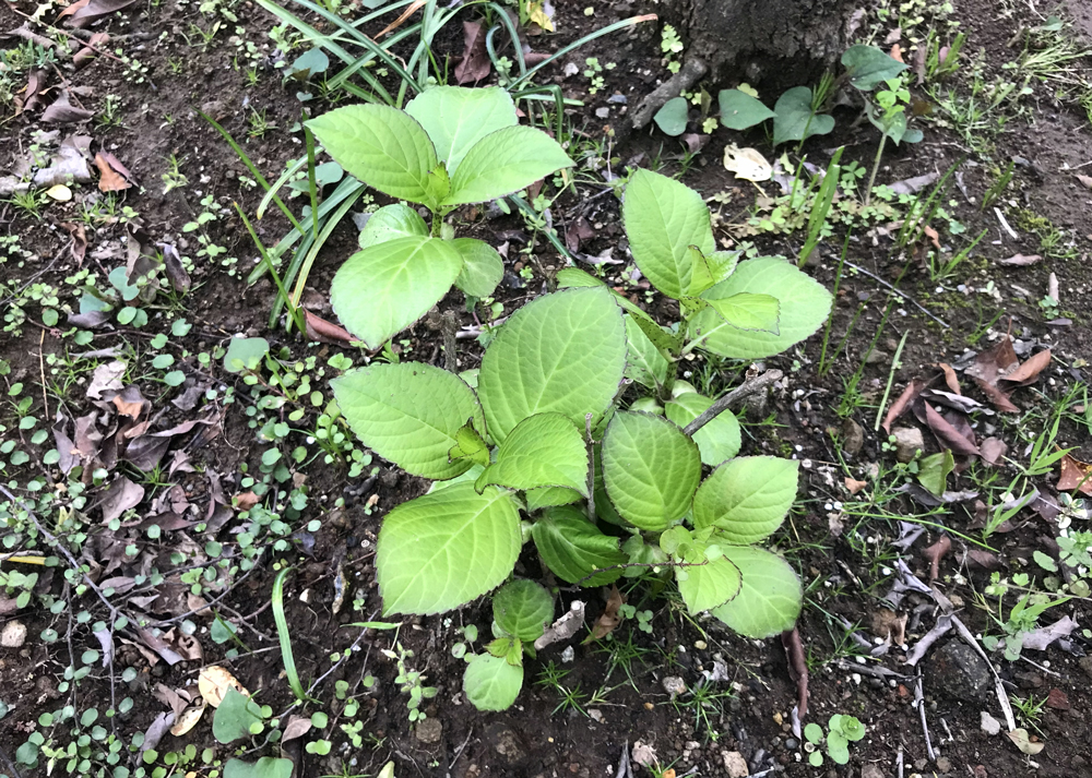 地植えしたガクアジサイ