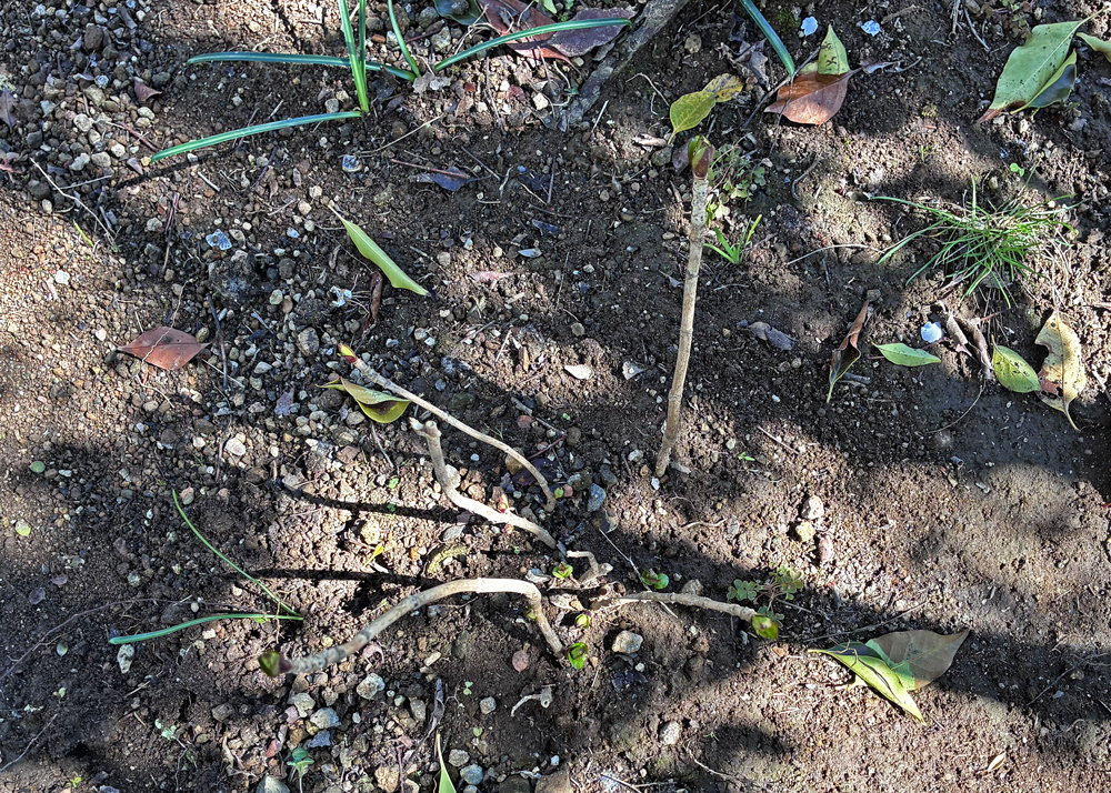 新芽が出たガクアジサイ（2月下旬の様子）