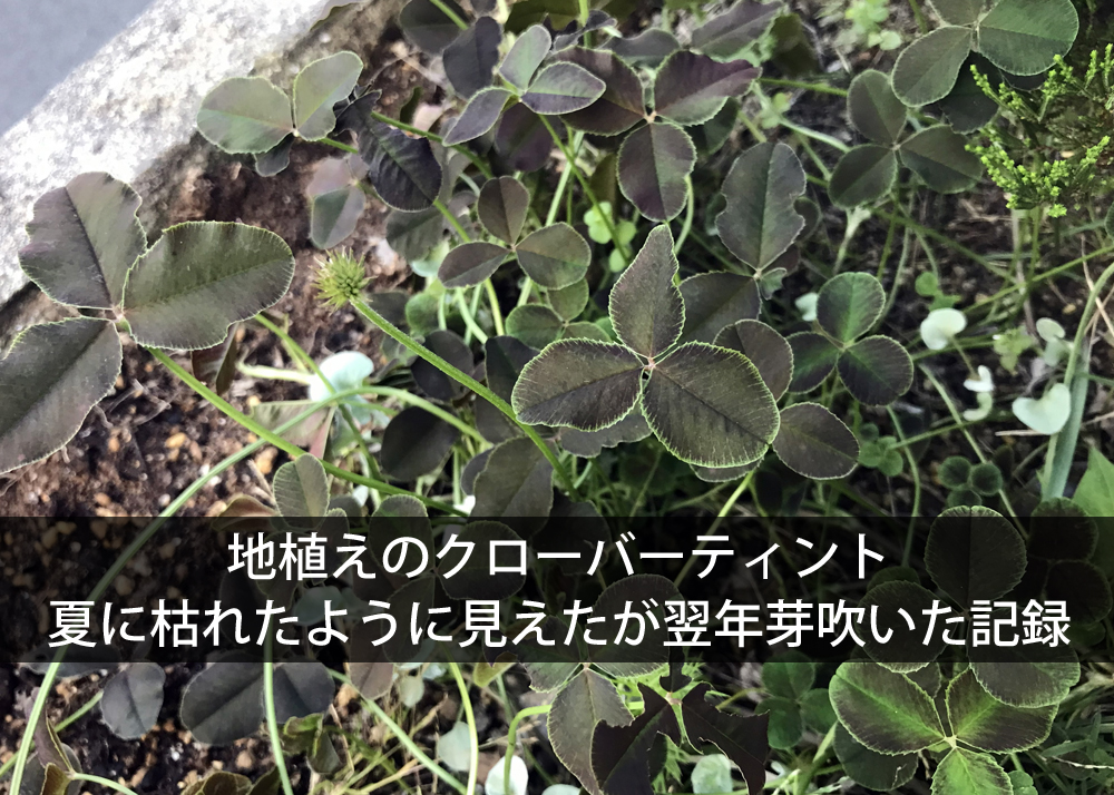 地植えのクローバーティント｜夏に枯れたように見えたが翌年芽吹いた記録
