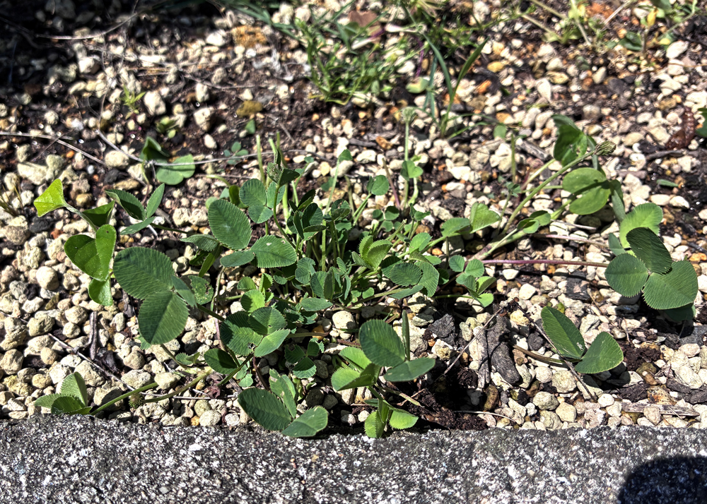 地植えのクローバーティント