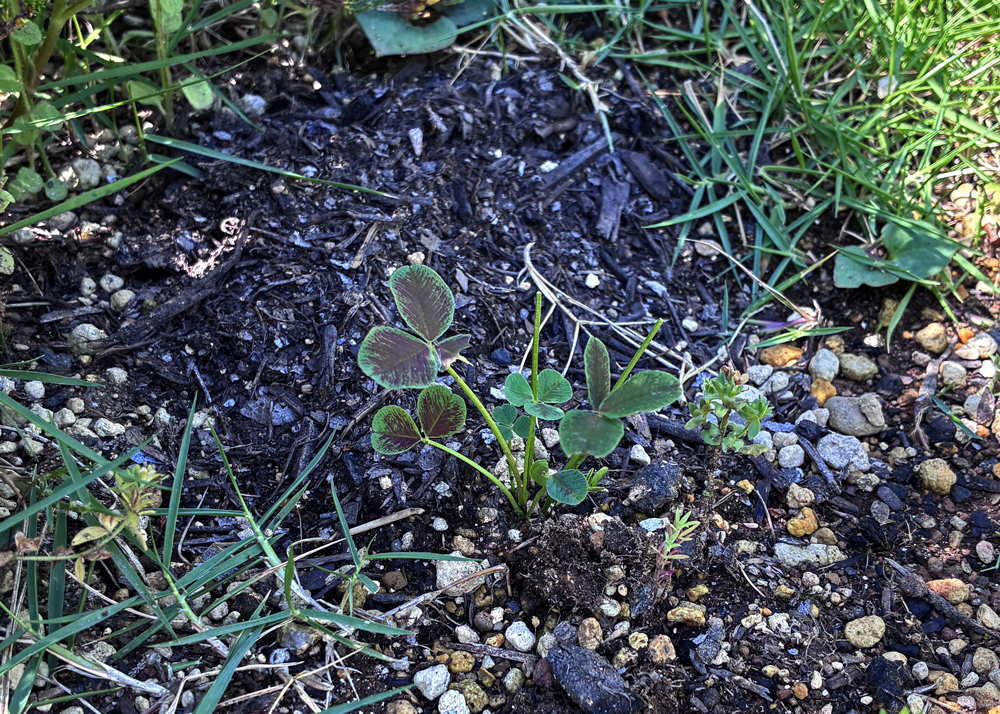 地植えのクローバーティント