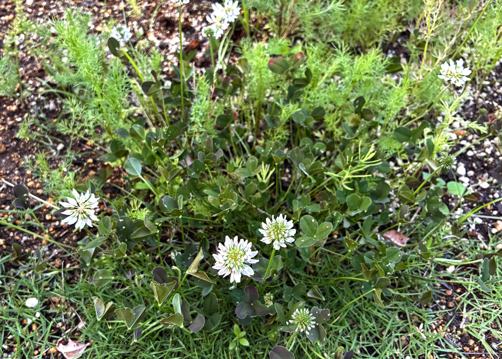 地植えのクローバーティント(花が咲いているところ)