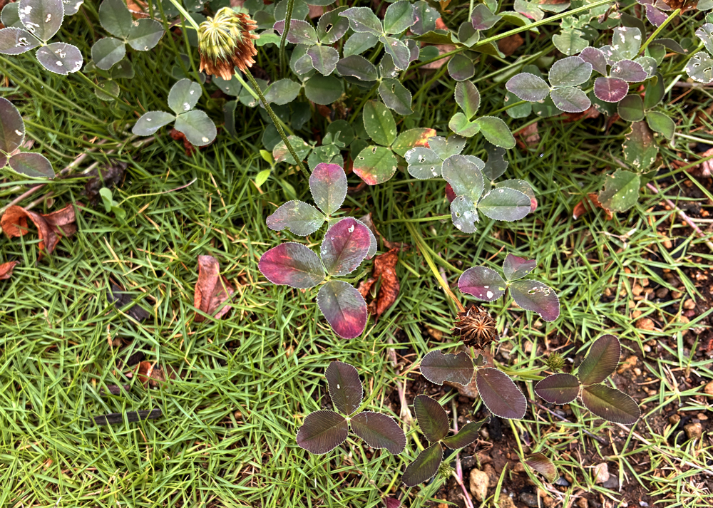 地植えのクローバーティント