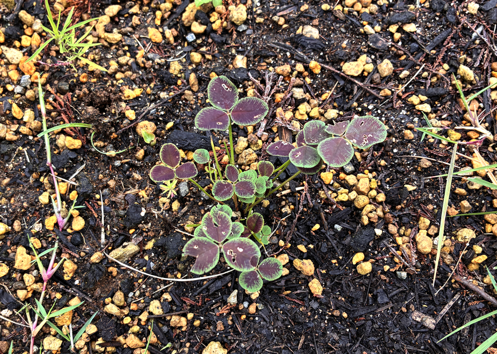 地植えのクローバーティント