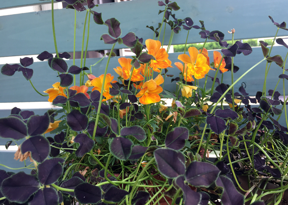クローバーティントとビオラの寄せ植え