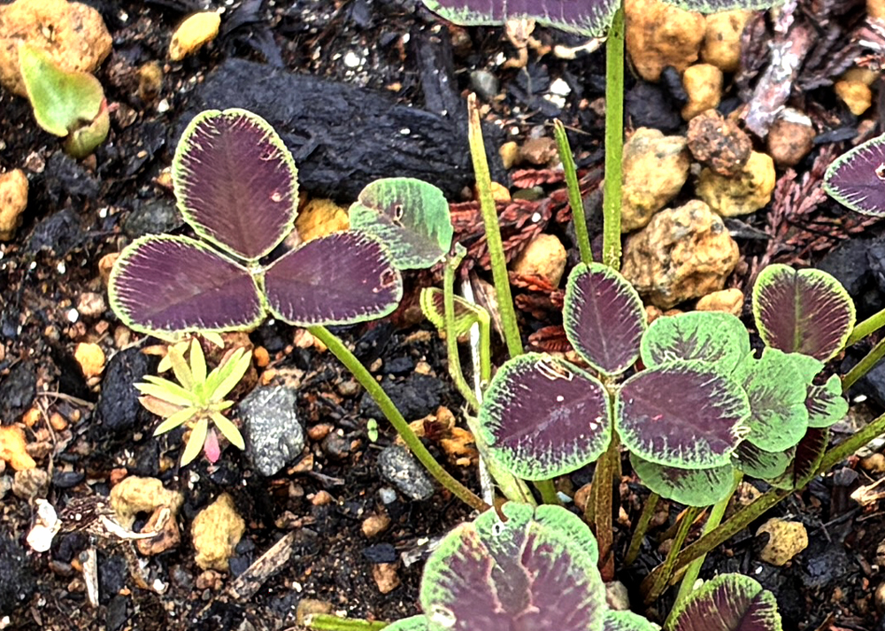 地植えのクローバーティント