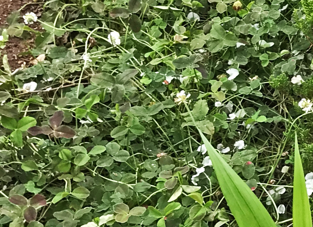 地植えのクローバーティント