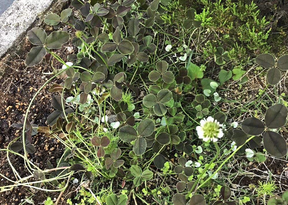 地植えのクローバーティント