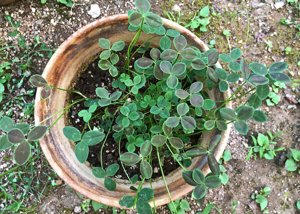 鉢植えのクローバーティント