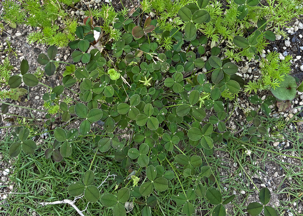 地植えのクローバーティント