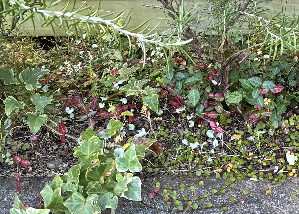 地植えのハツユキカズラ（日陰）
