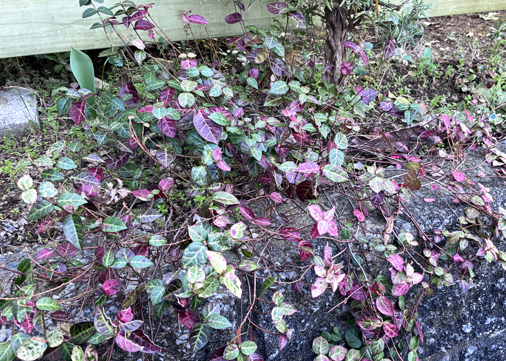 地植えのハツユキカズラ（葉がまばらでツルが目立つ）